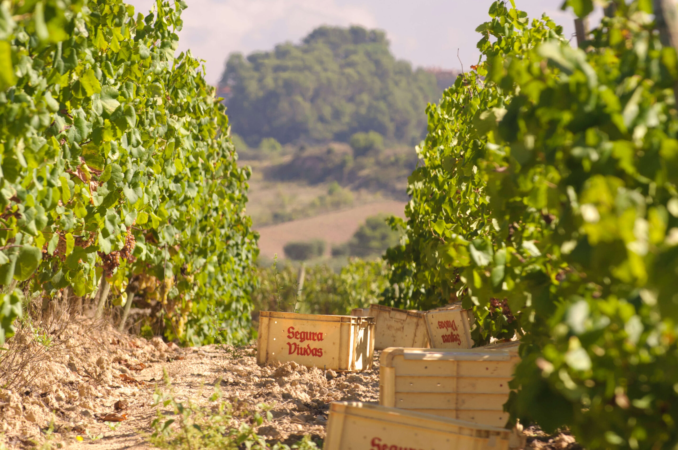 proceso elaboración vino