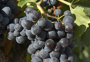 varieties of red grapes