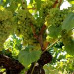 vine-grapes