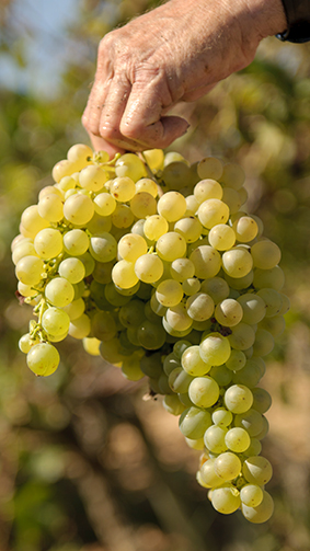 Grapes in vertical