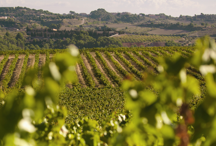 Panoramic view of the vineyard